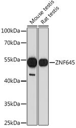 ZNF645 Polyclonal Antibody
