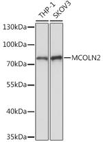 TRPML2 Polyclonal Antibody