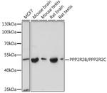 PPP2R2B/PPP2R2C Polyclonal Antibody