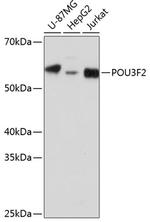 POU3F2 Polyclonal Antibody