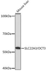 SLC22A3 Polyclonal Antibody