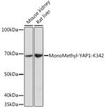Methyl-YAP1 (Lys342) Polyclonal Antibody