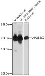 APOBEC2 Polyclonal Antibody