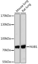 NYREN18 Polyclonal Antibody