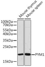 WIBG Polyclonal Antibody