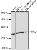 PIGO Polyclonal Antibody
