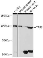 TAB3 Antibody in Western Blot (WB)