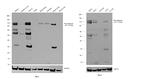 Pan-cadherin Antibody in Western Blot (WB)