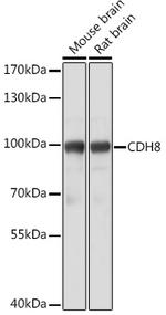 CDH8 Antibody in Western Blot (WB)
