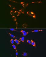 VAMP7 Polyclonal Antibody