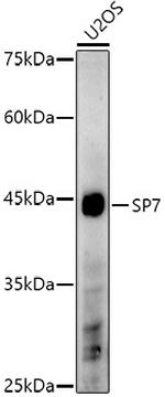 SP7 Polyclonal Antibody