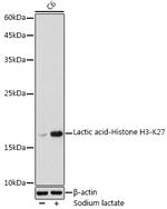 H3K27lac Antibody in Western Blot (WB)