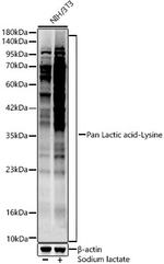 Lactic acid Lysine Polyclonal Antibody
