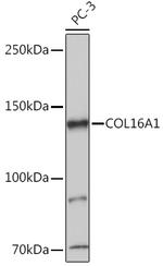COL16A1 Antibody in Western Blot (WB)