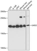LMO2 Polyclonal Antibody