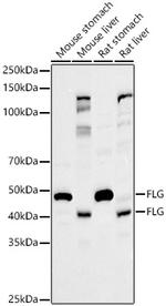 Filaggrin Polyclonal Antibody