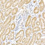 RNF126 Antibody in Immunohistochemistry (Paraffin) (IHC (P))