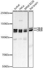 Cbl-b Polyclonal Antibody