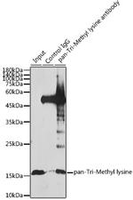 Tri-Methyl Lysine Antibody in Immunoprecipitation (IP)