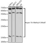 Tri-Methyl Lysine Polyclonal Antibody
