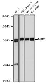 MBD6 Antibody in Western Blot (WB)