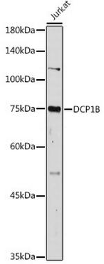 DCP1B Polyclonal Antibody