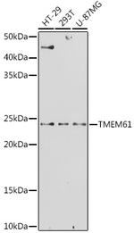 TMEM61 Polyclonal Antibody