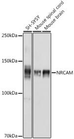 NRCAM Polyclonal Antibody