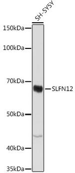 SLFN12 Polyclonal Antibody