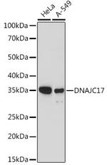 DNAJC17 Antibody in Western Blot (WB)