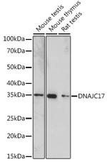 DNAJC17 Antibody in Western Blot (WB)