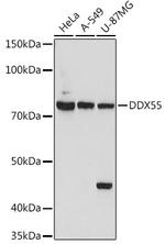 DDX55 Antibody in Western Blot (WB)