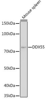 DDX55 Antibody in Western Blot (WB)