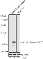 H3K27ac Antibody in Western Blot (WB)