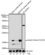 H3K36ac Polyclonal Antibody
