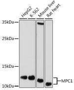 BRP44L Polyclonal Antibody