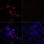 SARS-CoV-2 3CLpro Polyclonal Antibody