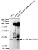 SARS-CoV-2 NSP1 Antibody in Immunoprecipitation (IP)