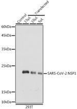SARS-CoV-2 NSP1 Polyclonal Antibody