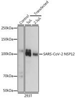 SARS-CoV-2 NSP12 Polyclonal Antibody