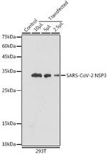 SARS-CoV-2 Nonstructural Protein 3 Polyclonal Antibody