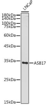 ASB17 Antibody in Western Blot (WB)