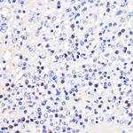 CD137 (4-1BB) Polyclonal Antibody