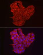 EXT1 Antibody in Immunocytochemistry (ICC/IF)