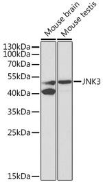 JNK3 Polyclonal Antibody