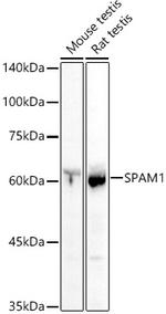 SPAM1 Antibody in Western Blot (WB)