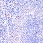CD18 Antibody in Immunohistochemistry (Paraffin) (IHC (P))