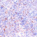 CD18 Antibody in Immunohistochemistry (Paraffin) (IHC (P))