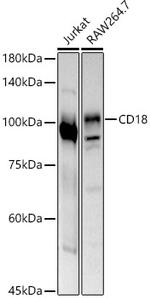 CD18 Antibody in Western Blot (WB)