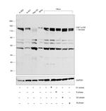 CAF1 p150 Polyclonal Antibody